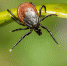 brown-spider-green-leaf-close-up.jpg - Инсит-ТВ